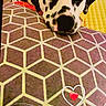 Angel a rejoint le concours — aidez-le/la à gagner de superbes lots ! animal, black_and_white, closeup, companion, cozy, cushion, cute, dalmatian, dog, fabric, geometric_pattern, head, heart_emoji, indoor, pattern, pet, relaxed, resting, spot, time_stamp