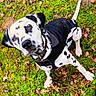 Angel a rejoint le concours — aidez-le/la à gagner de superbes lots ! dog, dalmatian, black_jacket, grass, leaves, outdoor, pet, animal, spotted, curious, nature, canine, collar, fur, walking, ground, autumn, playful, looking_up, spot
