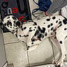 Angel a rejoint le concours — aidez-le/la à gagner de superbes lots ! animal, black_and_white, companion, curious, dalmatian, dog, domestic, floor, indoor, leash, looking_up, lying_down, mat, pants, person, pet, resting, sneakers, spotted, tile
