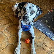 Angel participe au concours pour gagner de l'argent avec cette photo : animal, blue_harness, brown_floor, canine, companion, cute, dalmatian, dog, dog_bed, domestic, floor_tile, indoor, laying_down, looking_up, orange_ball, paw_prints, pet, playful, tiled_floor, toy