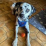 animal, blue_harness, brown_floor, canine, companion, cute, dalmatian, dog, dog_bed, domestic, floor_tile, indoor, laying_down, looking_up, orange_ball, paw_prints, pet, playful, tiled_floor, toy