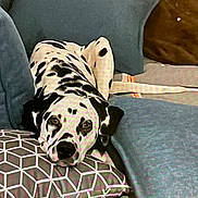 Angel a rejoint le concours — aidez-le/la à gagner de superbes lots ! dog, dalmatian, couch, pillow, indoor, resting, spotted, pet, canine, fur, relaxed, sleepy, comfort, home, animal, laying_down, blue_pillow, patterned_pillow, domestic, cozy