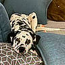 dog, dalmatian, couch, pillow, indoor, resting, spotted, pet, canine, fur, relaxed, sleepy, comfort, home, animal, laying_down, blue_pillow, patterned_pillow, domestic, cozy