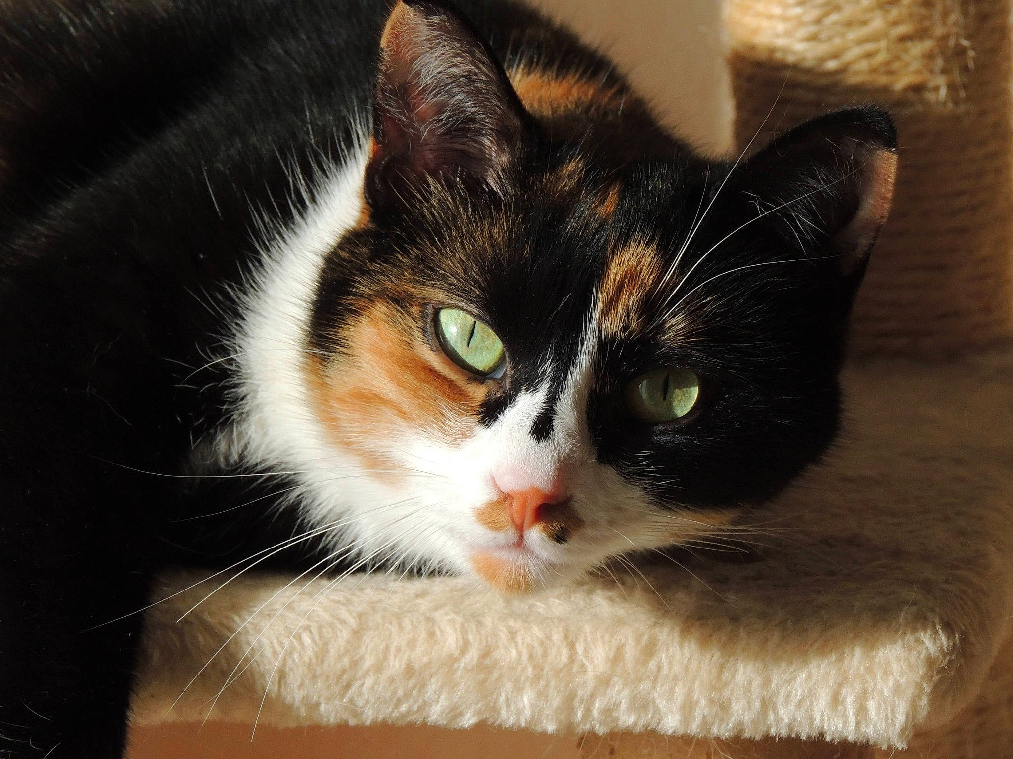 Caline a rejoint le concours — aidez-le/la à gagner de superbes lots ! box, carnivore, cat, comfort, domestic_short_haired_cat, eye, felidae, fur, iris, paw, sitting, small_to_medium_sized_cats, snout, tail, tree, whiskers, window