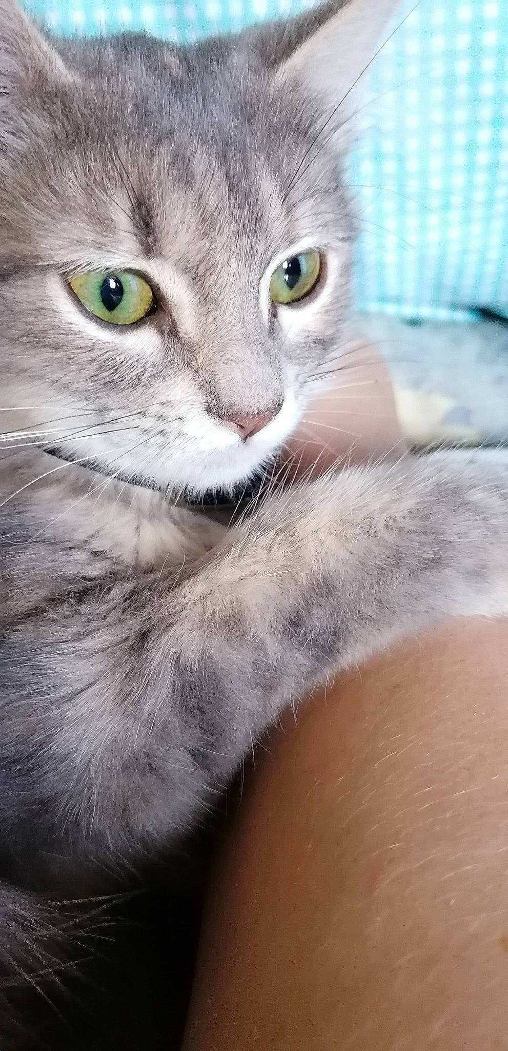 Pina participe au concours pour gagner de l'argent avec cette photo : aegean_cat, asian, australian_mist, british_semi_longhair, burmilla, carnivore, cat, close_up, domestic_short_haired_cat, european_shorthair, eye, felidae, kitten, mammal, siberian, singapura, small_to_medium_sized_cats, snout, tabby_cat, whiskers