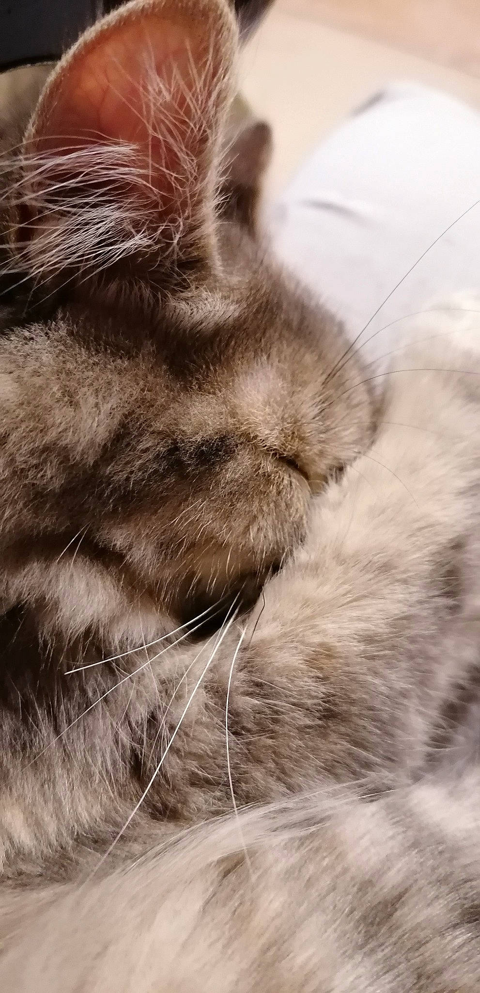 Pina a rejoint le concours — aidez-le/la à gagner de superbes lots ! black_and_white, carnivore, cat, close_up, ear, european_shorthair, eye, felidae, fur, kitten, nose, skin, small_to_medium_sized_cats, snout, tabby_cat, textile, whiskers