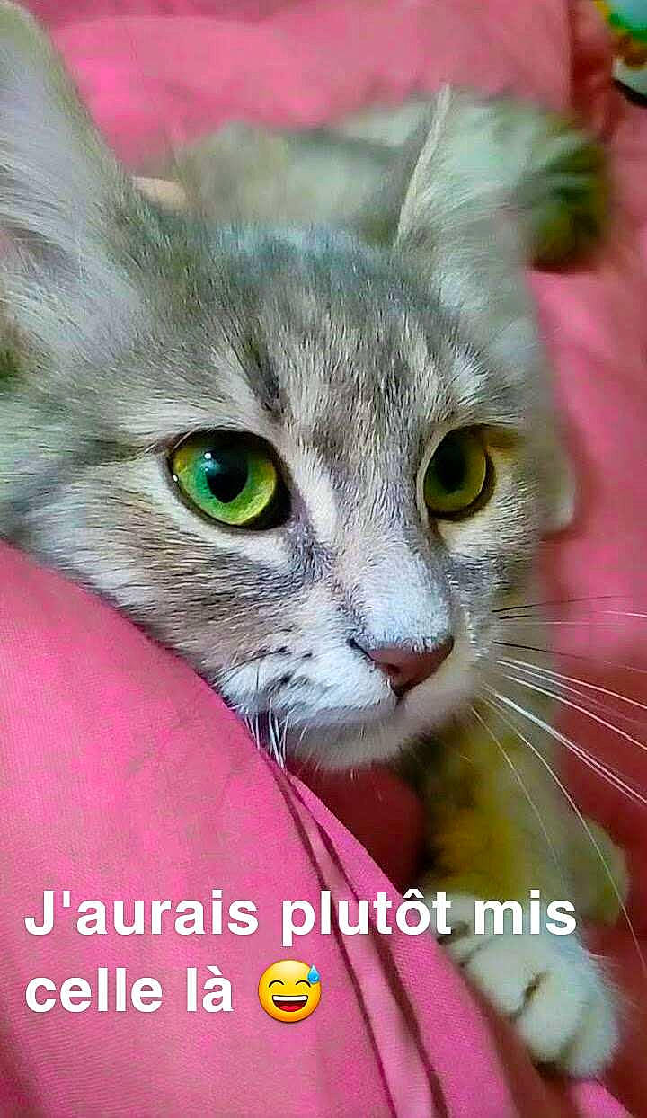 Pina participe au concours pour gagner de l'argent avec cette photo : aegean_cat, american_curl, american_shorthair, asian, australian_mist, carnivore, cat, domestic_short_haired_cat, european_shorthair, felidae, kitten, mammal, organism, photo_caption, photography, singapura, small_to_medium_sized_cats, snout, tabby_cat, whiskers