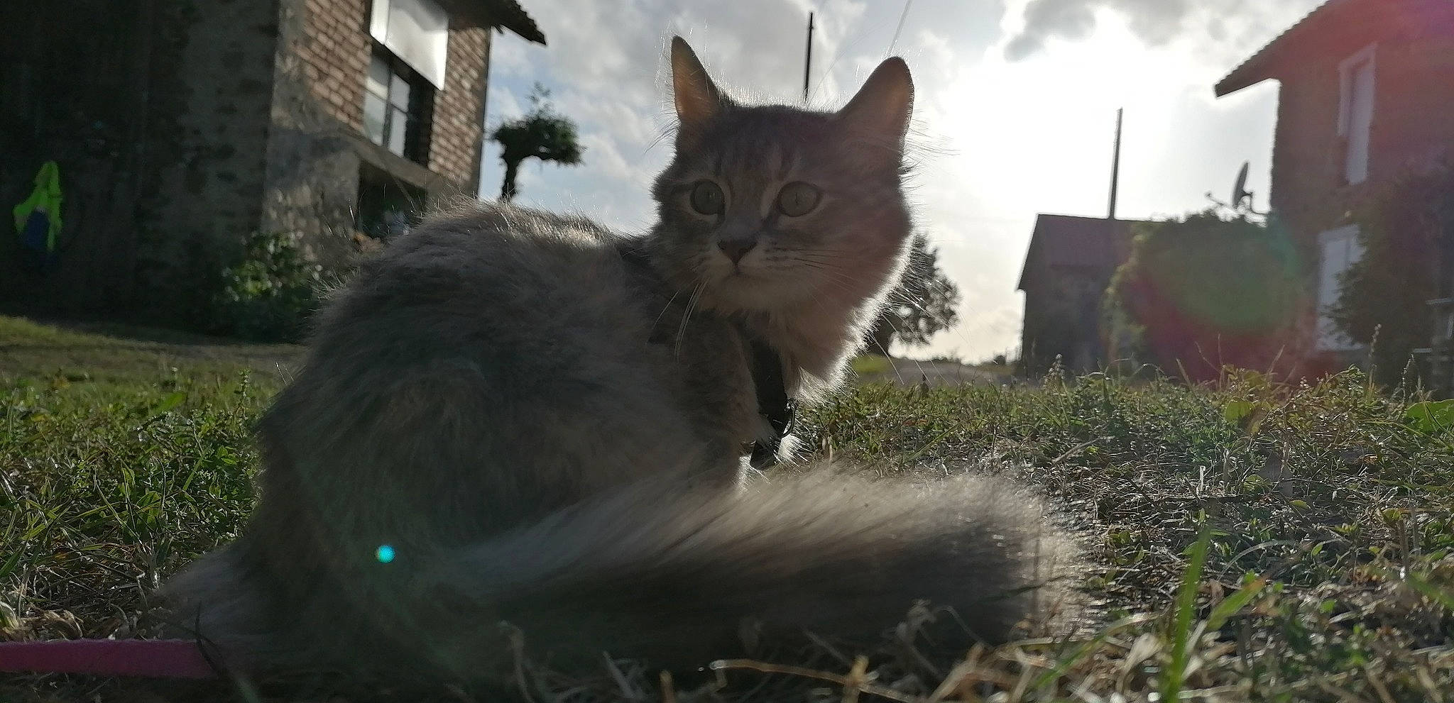 Pina participe au concours pour gagner de l'argent avec cette photo : asian, british_semi_longhair, british_shorthair, carnivore, cat, domestic_long_haired_cat, domestic_short_haired_cat, felidae, grass, maine_coon, mammal, nebelung, norwegian_forest_cat, siberian, small_to_medium_sized_cats, snout, vertebrate, whiskers, wildlife