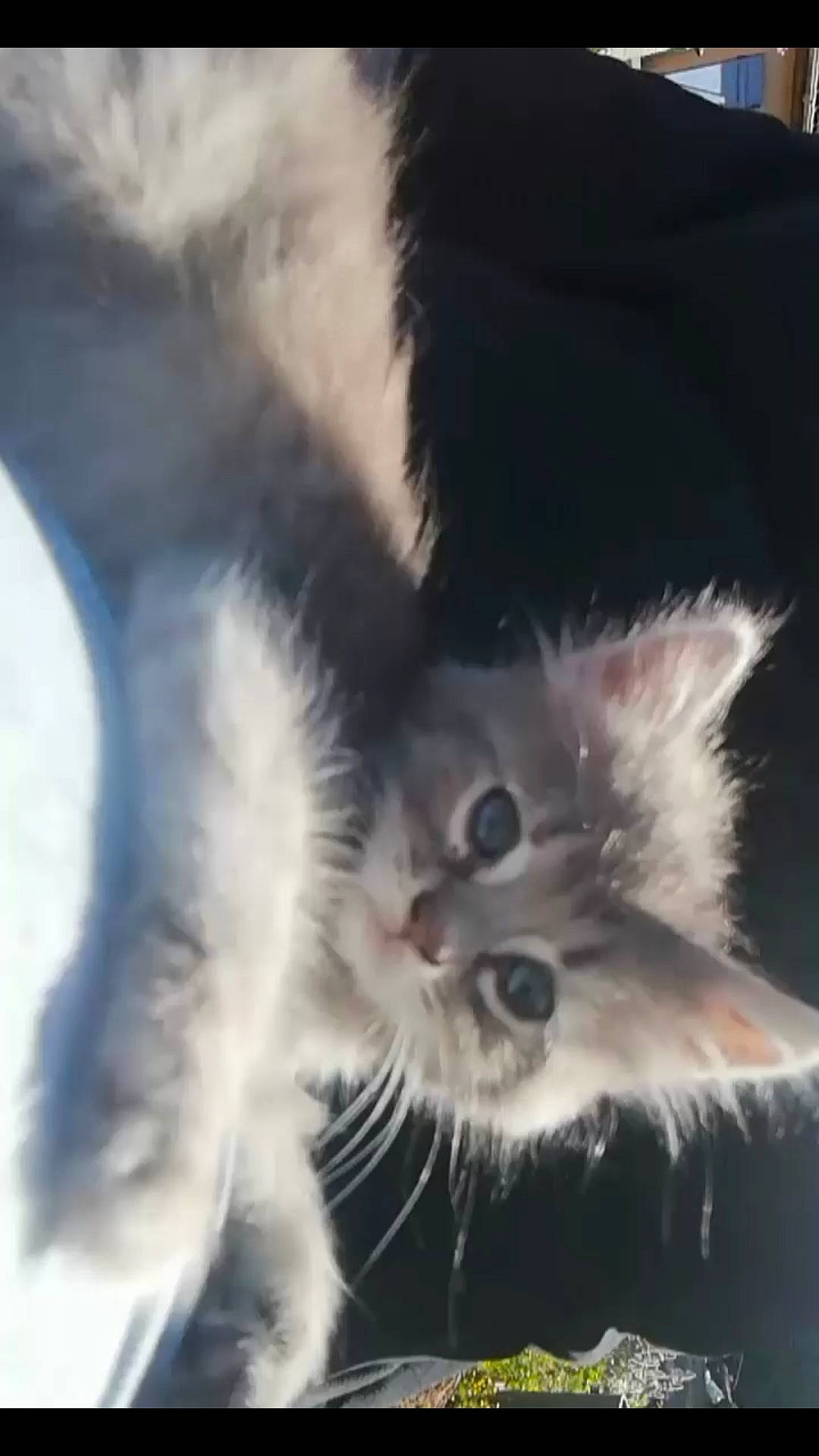 Pina a rejoint le concours — aidez-le/la à gagner de superbes lots ! carnivore, cat, ear, felidae, fur, kitten, maine_coon, nose, paw, polydactyl_cat, small_to_medium_sized_cats, snout, tail, whiskers