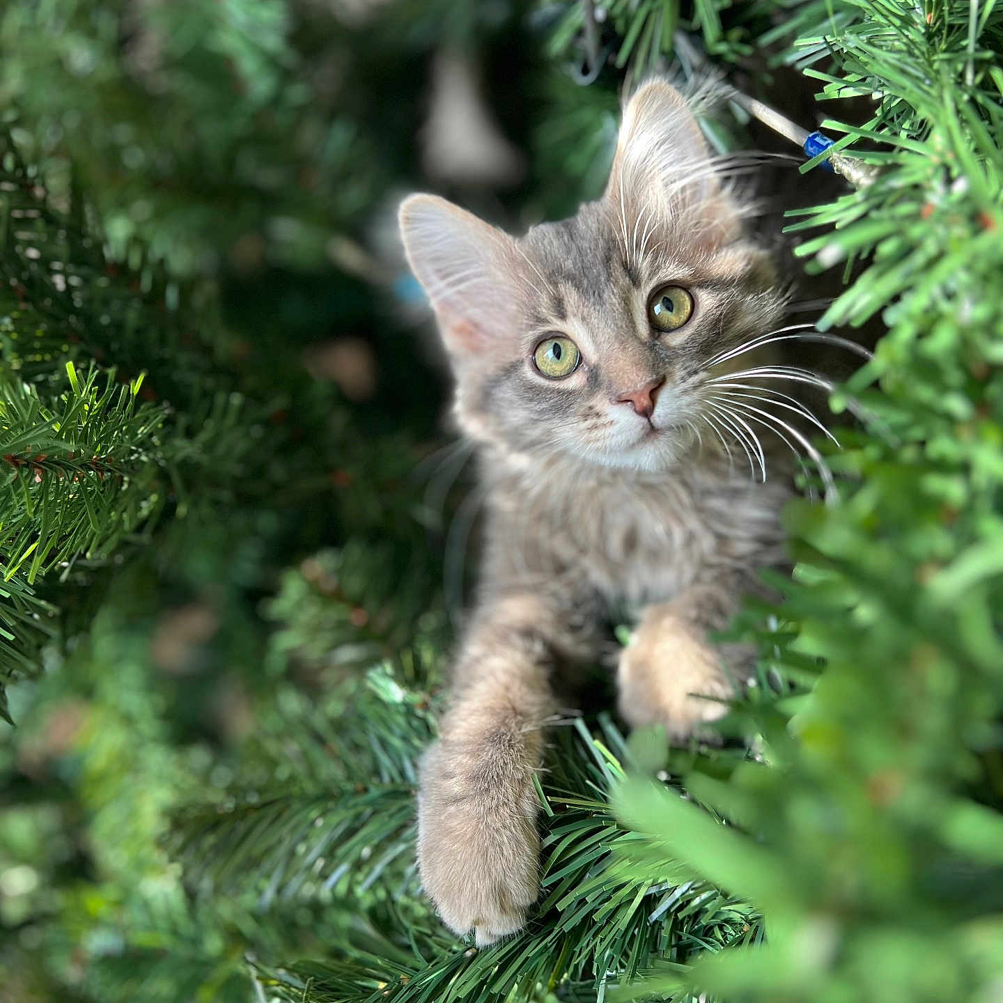 Simba joined the competition — help win amazing prizes! abyssinian, angora, animal, cat, conifer, fir, grass, jungle, kitten, larch, manx, nature, outdoors, pet, pine, plant, spruce, tree, vegetation, yew