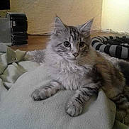 Indi a rejoint le concours — aidez-le/la à gagner de superbes lots !