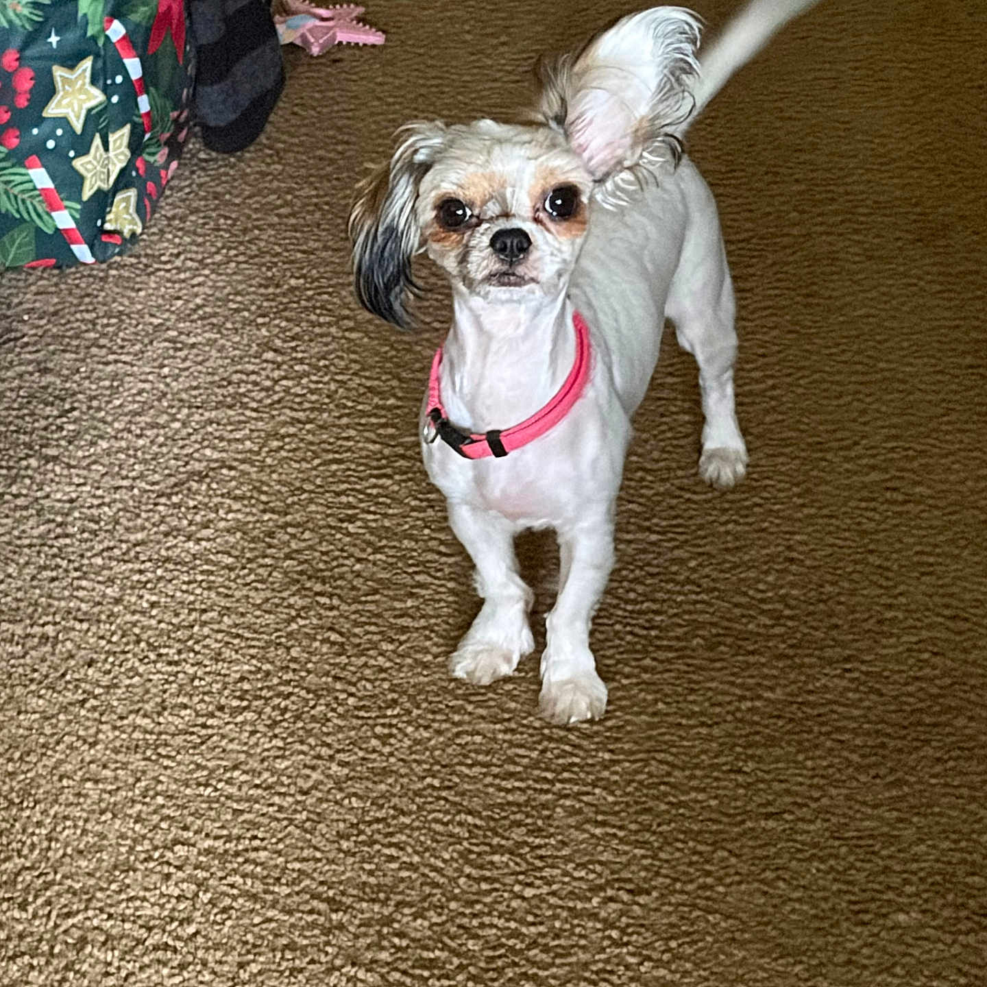Garnett joined the competition — help win amazing prizes! animal, brown_carpet, carpet, cute, dog, ear, festive, holiday_bag, indoor, looking_up, pattern, paw, pet, pink_collar, playful, small_dog, standing, tail, toy, white_dog