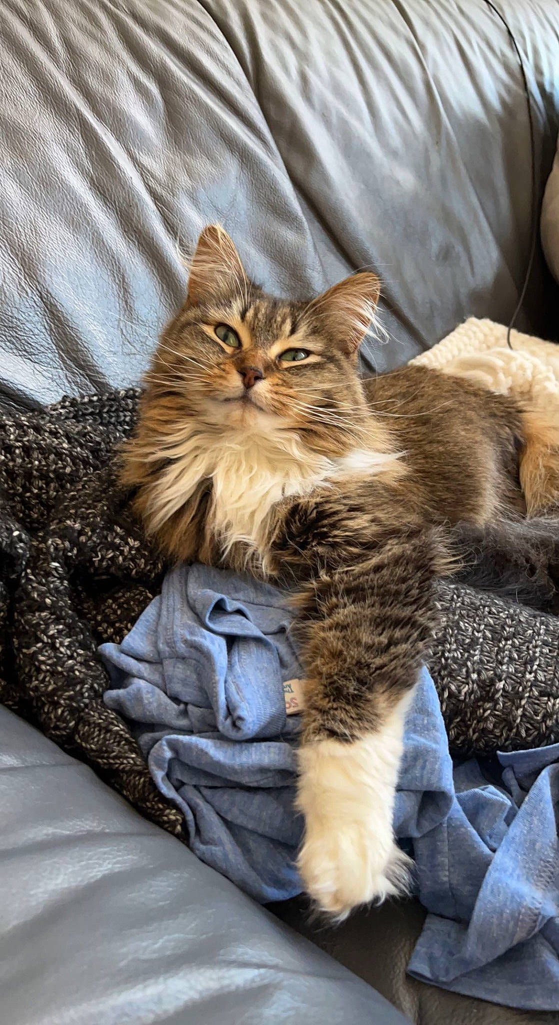 Piper joined the competition — help win amazing prizes! british_longhair, carnivore, cat, claw, comfort, domestic_short_haired_cat, fawn, felidae, fur, maine_coon, small_to_medium_sized_cats, snout, tail, terrestrial_animal, whiskers, wood