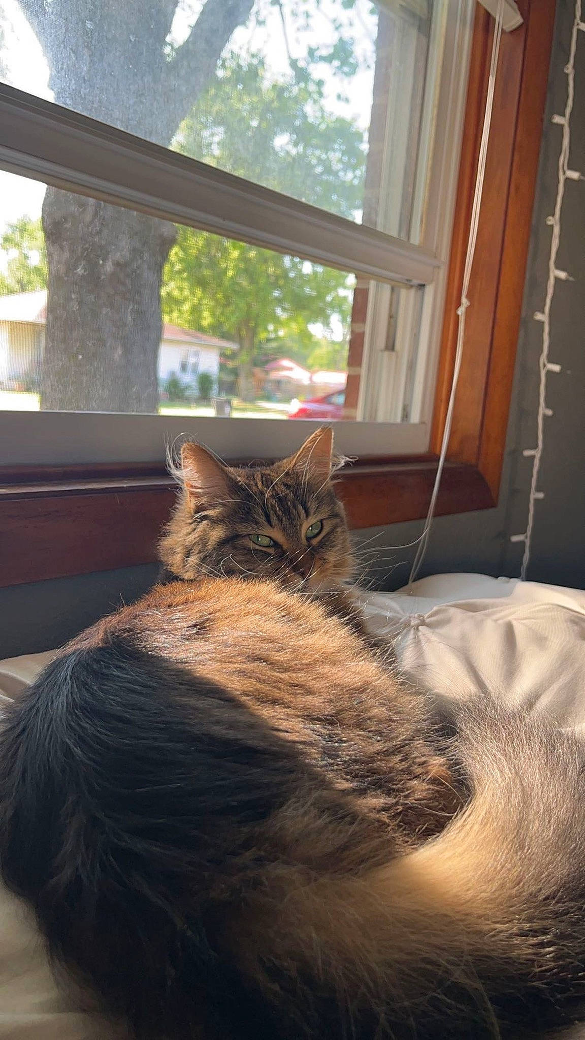 Piper is registered to the contest to win money with this photo: carnivore, cat, comfort, door, fawn, felidae, flooring, fur, hardwood, house, interior_design, plant, small_to_medium_sized_cats, snout, tail, tints_and_shades, tree, whiskers, window, wood
