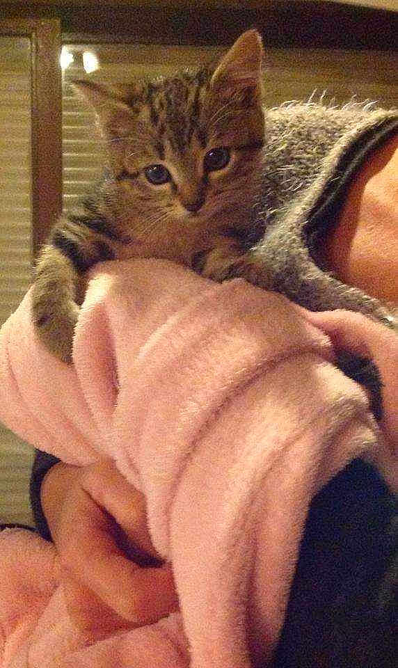 Chico