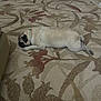 dog, pug, carpet, indoor, sleeping, resting, furniture, red_chair, patterned_rug, pet, collar, floor, animal, canine, relaxing, home_interior, domestic, cozy, quiet, laying_down