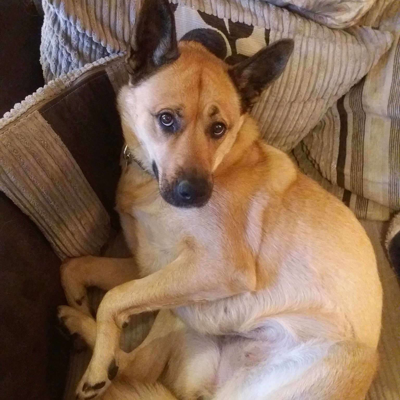 Kita is registered to the contest to win money with this photo: carnivoran, carolina_dog, companion_dog, corgi_chihuahua, dog, dog_breed, dog_breed_group, dog_like_mammal, rare_breed_dog, snout, street_dog