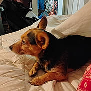 Rocket is registered to the contest to win money with this photo: animal, bed, black_and_tan, blanket, clothing, cozy, dog, domestic, ears, fur, furniture, household, indoor, looking_away, paw, pet, quilted_blanket, resting, room, small_dog