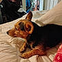 animal, bed, black_and_tan, blanket, clothing, cozy, dog, domestic, ears, fur, furniture, household, indoor, looking_away, paw, pet, quilted_blanket, resting, room, small_dog