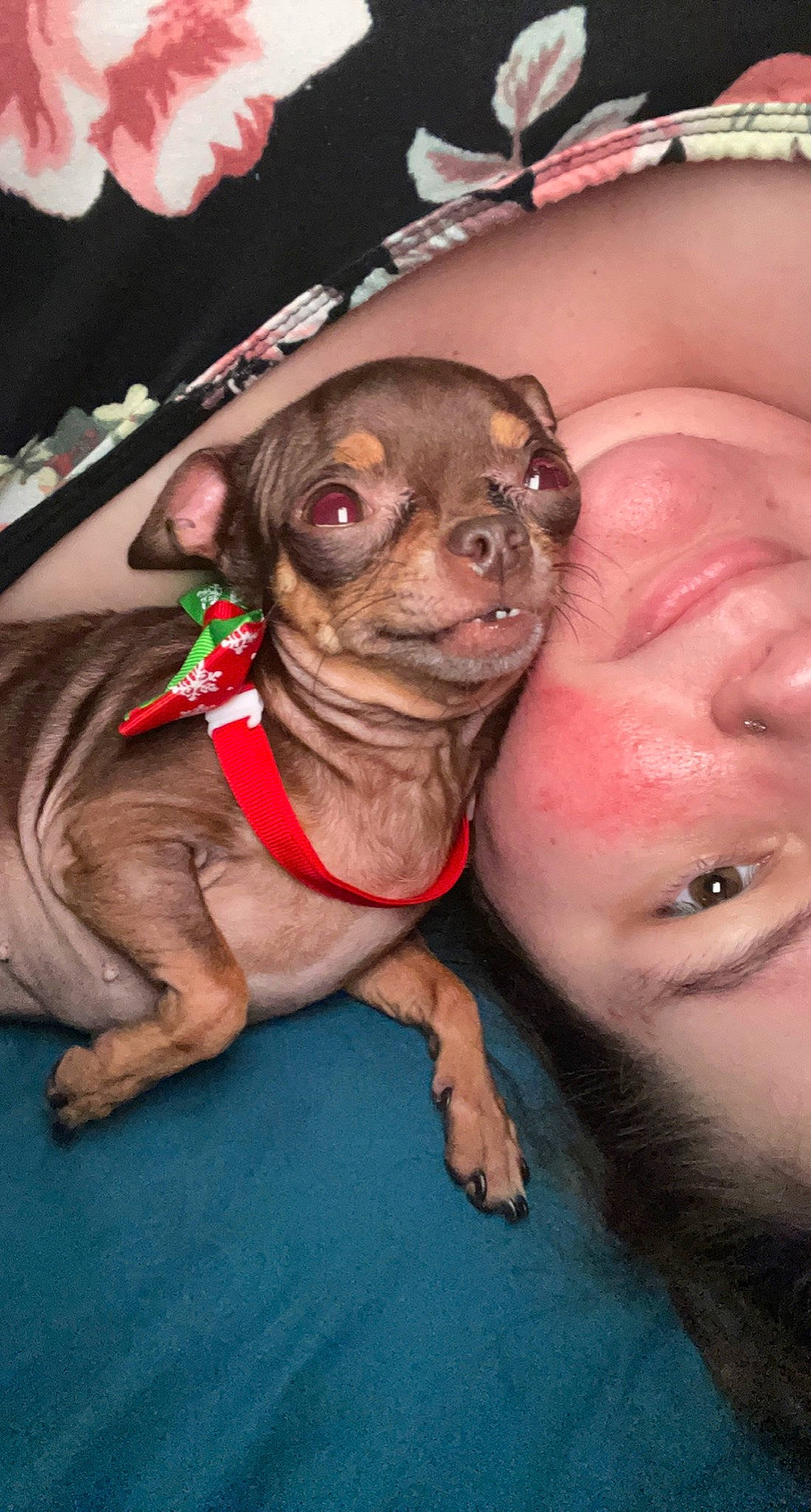 Bambi joined the competition — help win amazing prizes! canidae, carnivore, collar, companion_dog, dog, dog_breed, ear, eyelash, fawn, flesh, fur, liver, snout, sporting_group, terrestrial_animal, throat, toy_dog, whiskers, working_animal, wrinkle