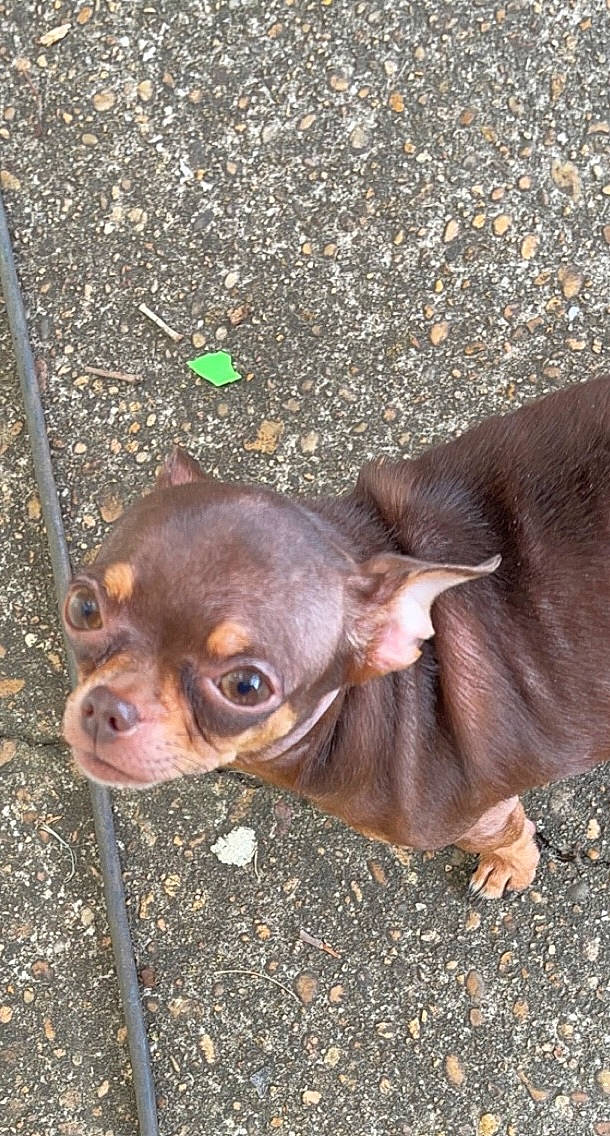 Bambi is registered to the contest to win money with this photo: canidae, carnivore, collar, companion_dog, corgi_chihuahua, dog, dog_breed, ear, fawn, fur, grass, liver, puppy, soil, sporting_group, terrestrial_animal, toy_dog, whiskers, working_animal, wrinkle