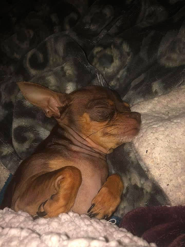 Bambi joined the competition — help win amazing prizes! art, canidae, carnivore, companion_dog, darkness, dog_breed, domestic_pig, fawn, fur, liver, livestock, painting, snout, sporting_group, terrestrial_animal, whiskers, wildlife, wood, working_animal, wrinkle