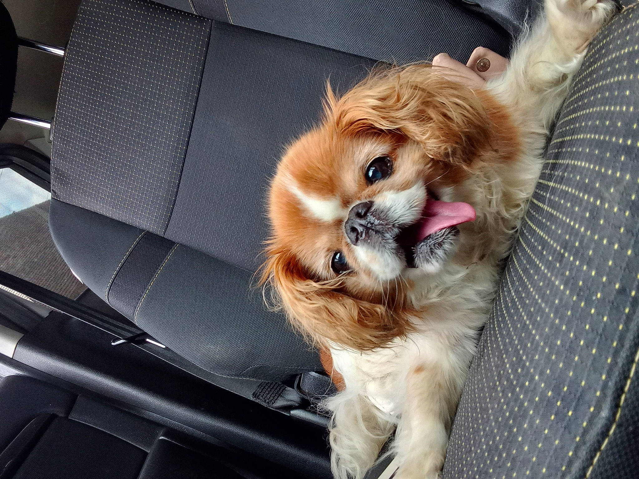 Loulou a rejoint le concours — aidez-le/la à gagner de superbes lots ! automotive_exterior, automotive_lighting, carnivore, collar, companion_dog, dog, dog_breed, dog_supply, felidae, fur, hood, personal_luxury_car, pomeranian, small_to_medium_sized_cats, spitz, tail, toy_dog, vehicle, whiskers, windshield