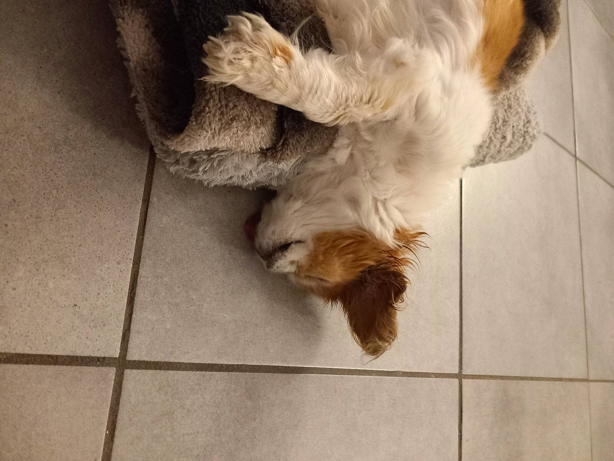 Loulou a rejoint le concours — aidez-le/la à gagner de superbes lots ! carnivore, companion_dog, dog, dog_breed, fawn, felidae, floor, flooring, fur, hardwood, liver, paw, small_to_medium_sized_cats, snout, spaniel, sporting_group, tail, toy_dog, whiskers, wood