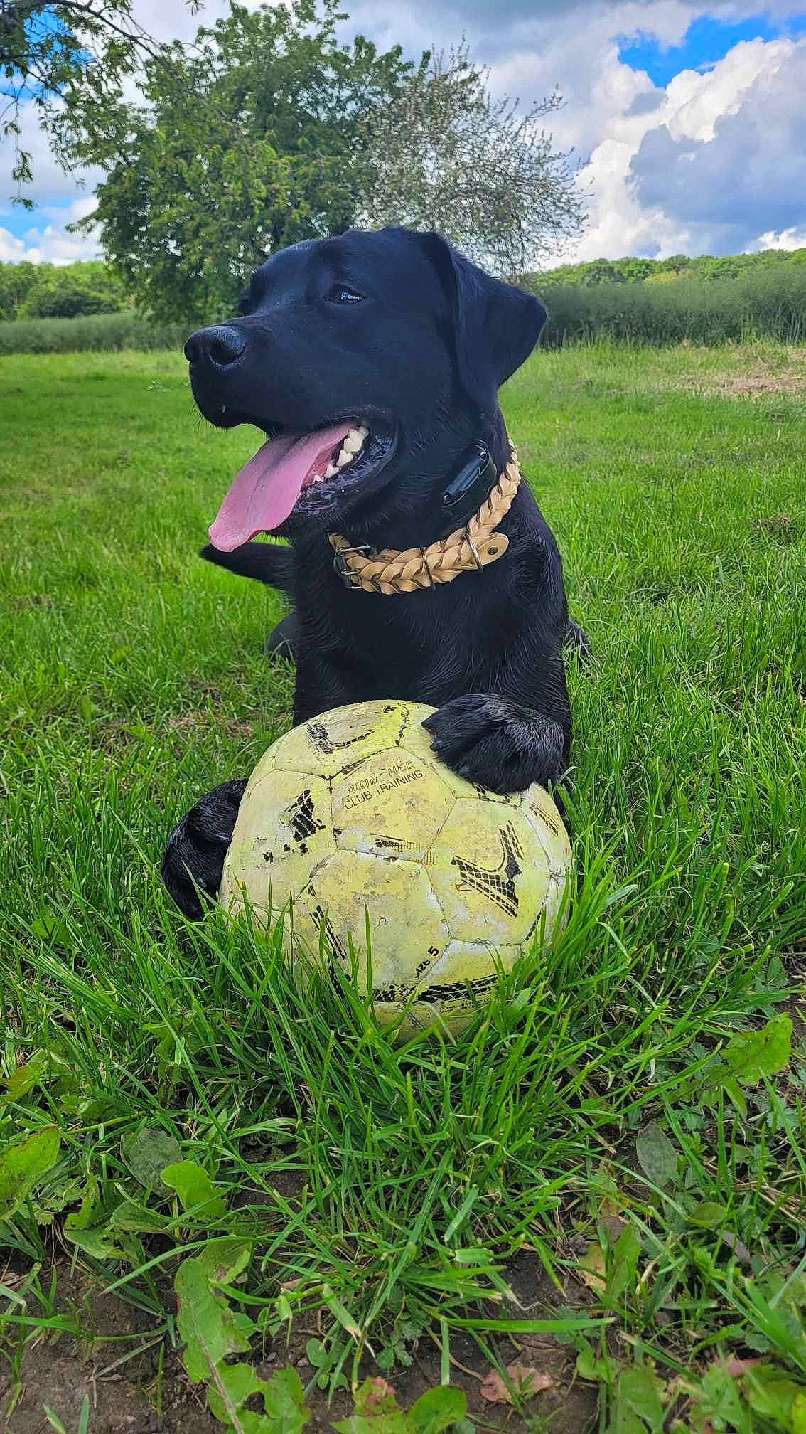 Simba participe au concours pour gagner de l'argent avec cette photo : ball, carnivore, cloud, collar, companion_dog, dog, dog_breed, dog_collar, grass, grassland, lawn, personal_protective_equipment, pet_supply, plant, sky, snout, sports_equipment, toy, tree, working_animal