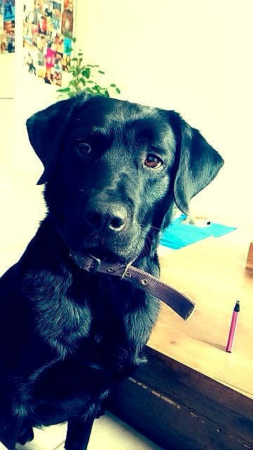 Simba participe au concours pour gagner de l'argent avec cette photo : borador, canidae, carnivore, collar, companion_dog, dog, dog_breed, dog_collar, electric_blue, fur, gun_dog, hunting_dog, liver, retriever, sporting_group, table, whiskers, working_animal, working_dog