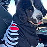 animal, black_and_white, car, cute, daylight, dog, domestic_animal, fluffy, fur, hoodie, pet, playful, puppy, red_heart, seat, skeleton_design, tongue_out, vehicle_interior, window, young_dog