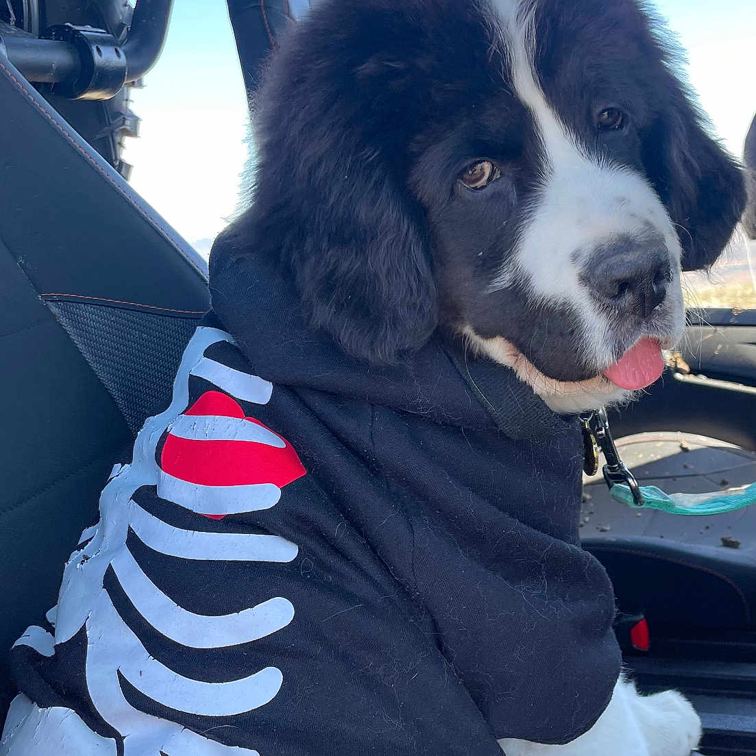 Clyde S. Dale is registered to the contest to win money with this photo: animal, black_and_white, car, cute, daylight, dog, domestic_animal, fluffy, fur, hoodie, pet, playful, puppy, red_heart, seat, skeleton_design, tongue_out, vehicle_interior, window, young_dog