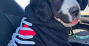 Clyde S. Dale is registered to the contest to win money with this photo: puppy, dog, black_and_white, hoodie, skeleton_design, red_heart, car_seat, vehicle_interior, cute, tongue_out, pet, furry, sitting, young_dog, fluffy, canine, indoors, window, daylight, leash
