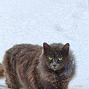 Fluff joined the competition — help win amazing prizes! animal, cat, closeup, cold, curious, daylight, feline, fur, gray_cat, green_eyes, mammal, nature, outdoor, pet, snow, snowy_ground, walking, weather, wildlife, winter