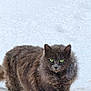 animal, cat, closeup, cold, curious, daylight, feline, fur, gray_cat, green_eyes, mammal, nature, outdoor, pet, snow, snowy_ground, walking, weather, wildlife, winter