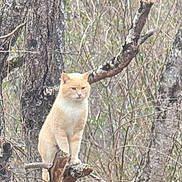 George is registered to the contest to win money with this photo: cat, ginger_cat, animal, tree, branch, forest, nature, perched, sitting, fur, whiskers, outdoors, bark, trunk, feline, paws, alert, stare, wildlife, portrait