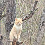 cat, ginger_cat, animal, tree, branch, forest, nature, perched, sitting, fur, whiskers, outdoors, bark, trunk, feline, paws, alert, stare, wildlife, portrait