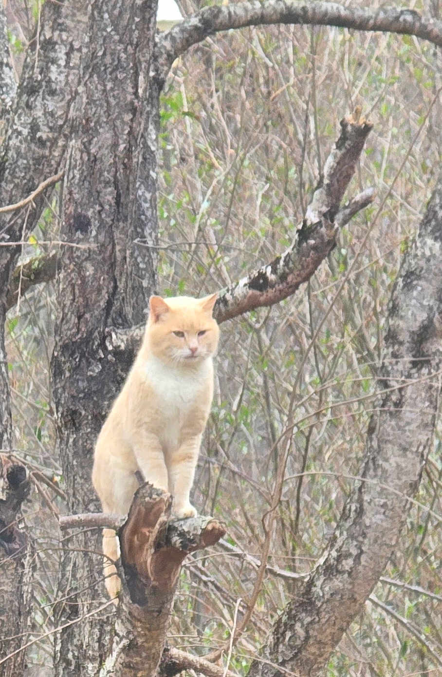 George is registered to the contest to win money with this photo: cat, ginger_cat, animal, tree, branch, forest, nature, perched, sitting, fur, whiskers, outdoors, bark, trunk, feline, paws, alert, stare, wildlife, portrait