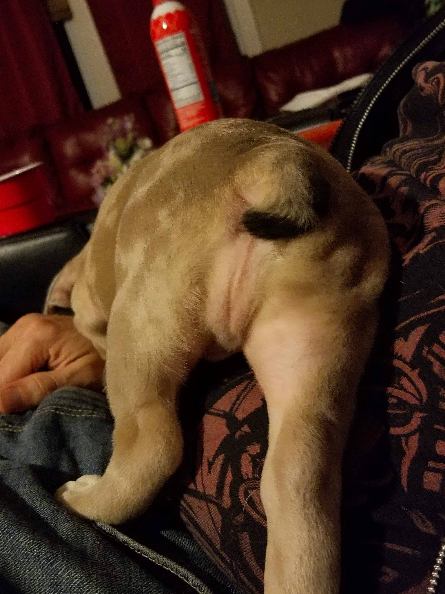 Bull Dozer is registered to the contest to win money with this photo: carnivore, comfort, companion_dog, dog, dog_breed, ear, fawn, felidae, flesh, foot, fur, human_leg, paw, snout, sporting_group, tail, thigh, whiskers, working_animal, wrinkle