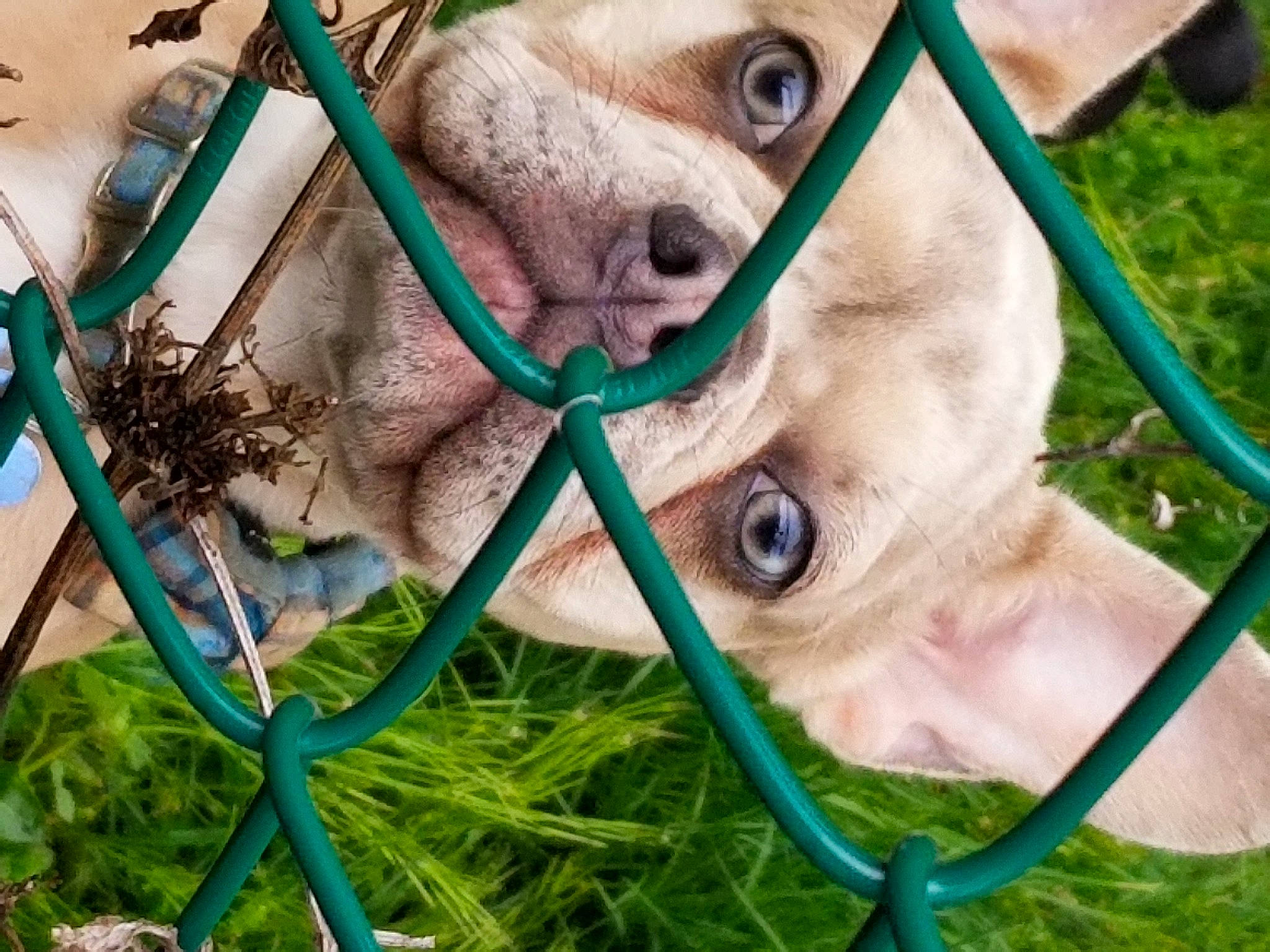 Bull Dozer is registered to the contest to win money with this photo: animal_shelter, carnivore, eye, eyelash, fawn, felidae, fur, grass, green, jaw, mammal, nose, photograph, plant, snapshot, snout, terrestrial_animal, vertebrate, whiskers, wildlife