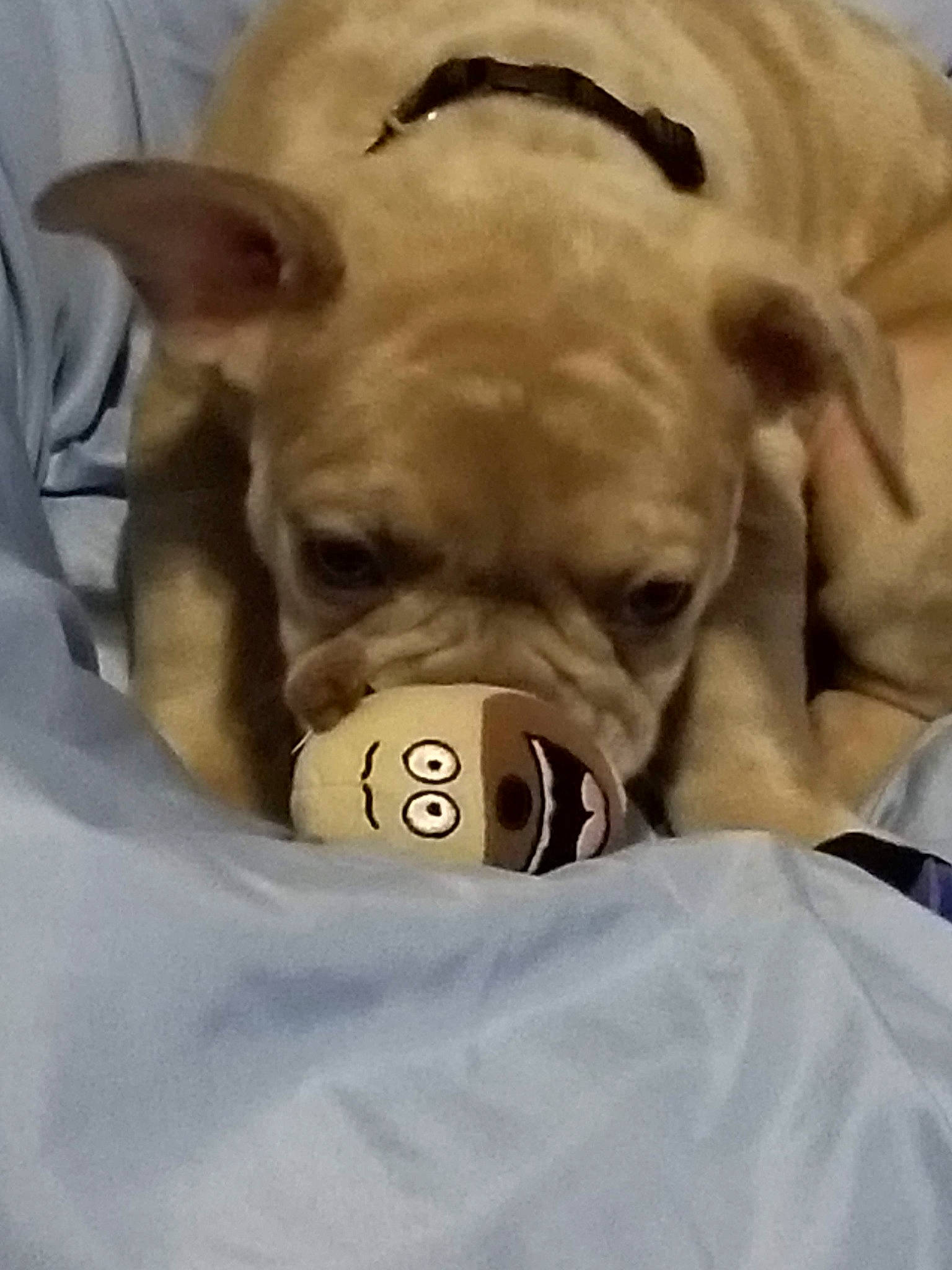 Bull Dozer is registered to the contest to win money with this photo: bored, canidae, carnivore, comfort, companion_dog, dog, dog_breed, ear, fawn, jaw, linens, pet_supply, snout, sporting_group, terrestrial_animal, toy_dog, whiskers, white_english_bulldog, working_animal, wrinkle