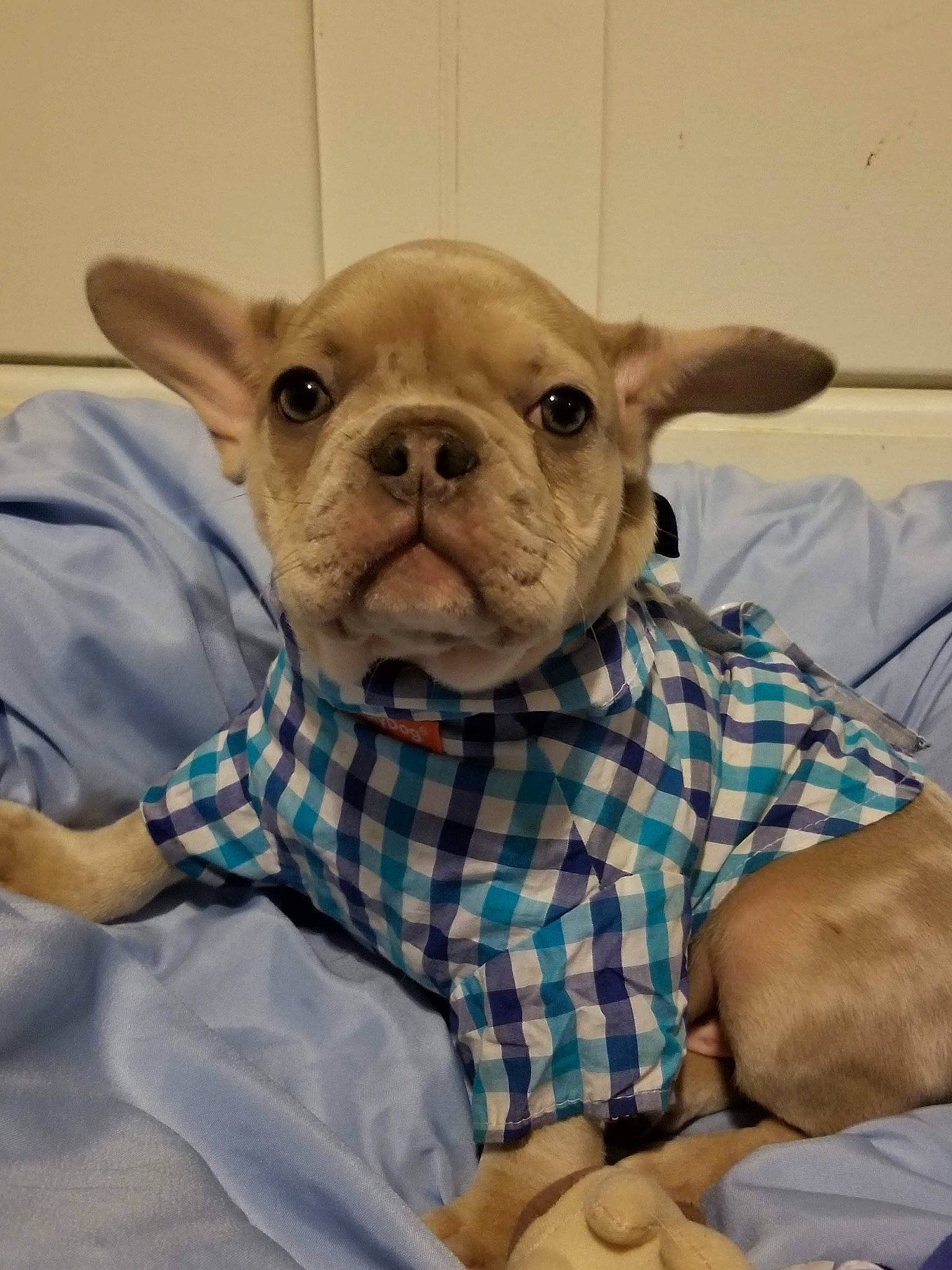 Bull Dozer joined the competition — help win amazing prizes! bulldog, carnivore, comfort, companion_dog, dog, dog_breed, dog_supply, ear, fawn, linens, pattern, pet_supply, plaid, snout, terrestrial_animal, toy, toy_dog, vertebrate, whiskers, working_animal