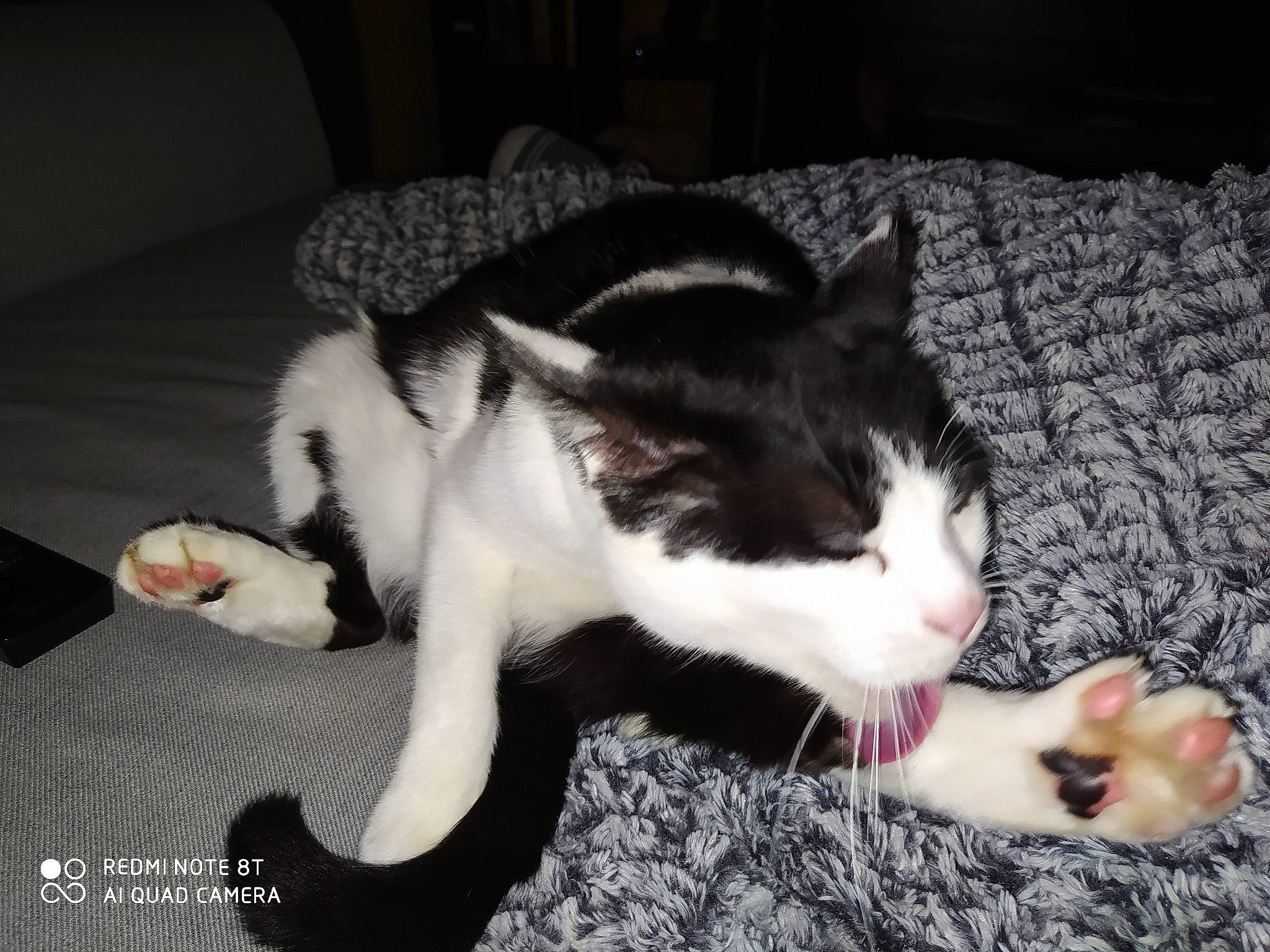 Blaster a rejoint le concours — aidez-le/la à gagner de superbes lots ! carnivore, cat, claw, comfort, domestic_short_haired_cat, felidae, fur, lap, nap, paw, sleep, small_to_medium_sized_cats, tail, whiskers