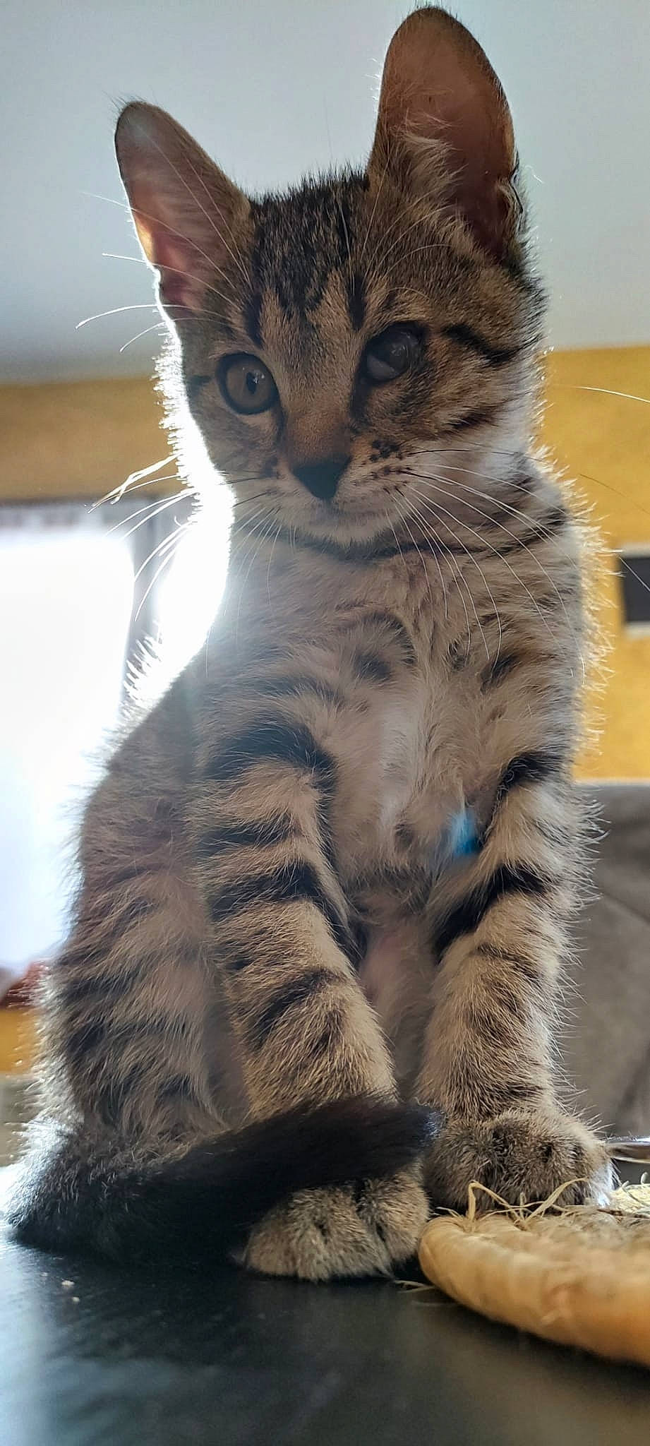 Tigrou a rejoint le concours — aidez-le/la à gagner de superbes lots ! carnivore, cat, claw, domestic_short_haired_cat, felidae, foot, fur, iris, paw, sitting, small_to_medium_sized_cats, snout, tail, terrestrial_animal, whiskers, wildlife