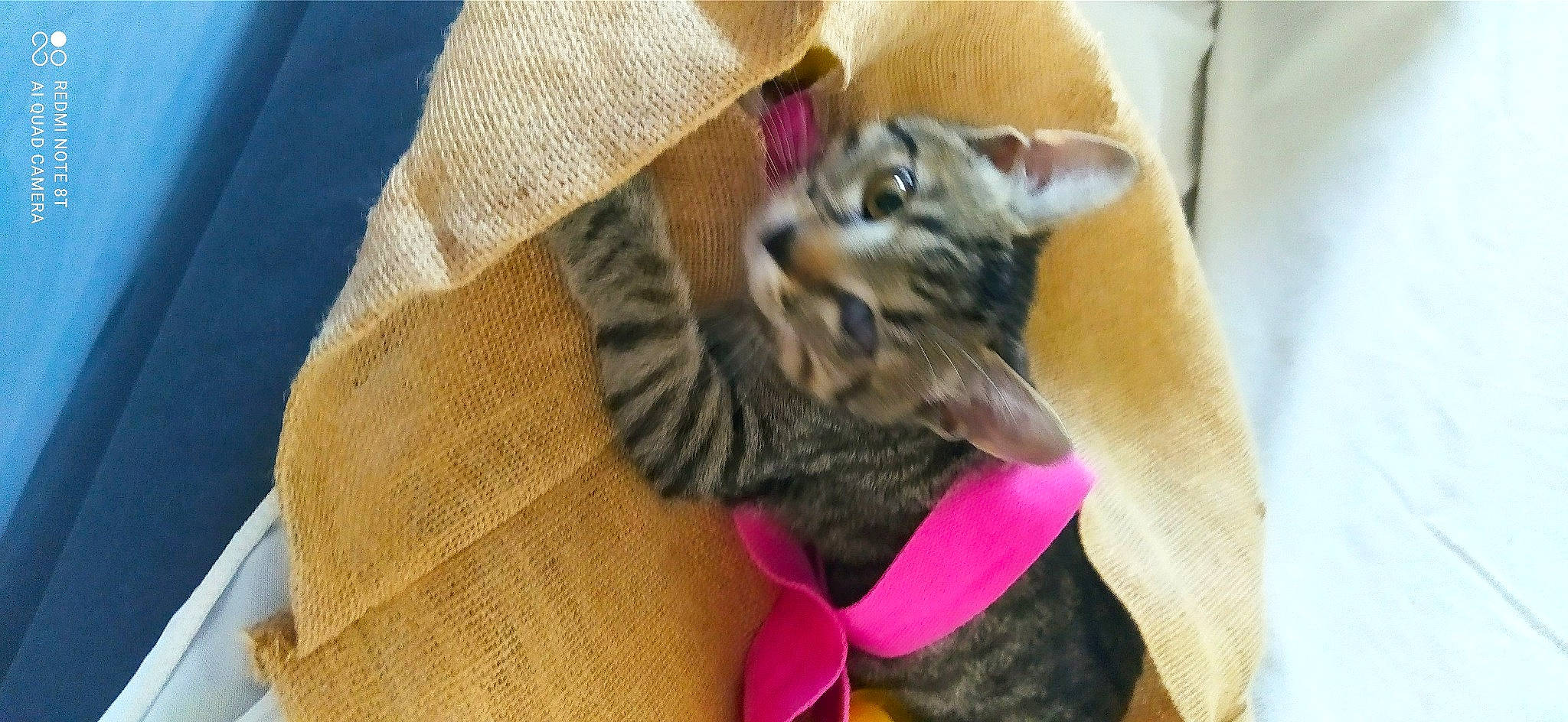 Tigrou a rejoint le concours — aidez-le/la à gagner de superbes lots ! bow_tie, carnivore, cat, claw, comfort, domestic_short_haired_cat, fawn, felidae, foot, fur, grey, human_leg, magenta, nail, paw, small_to_medium_sized_cats, snout, tail, textile, whiskers