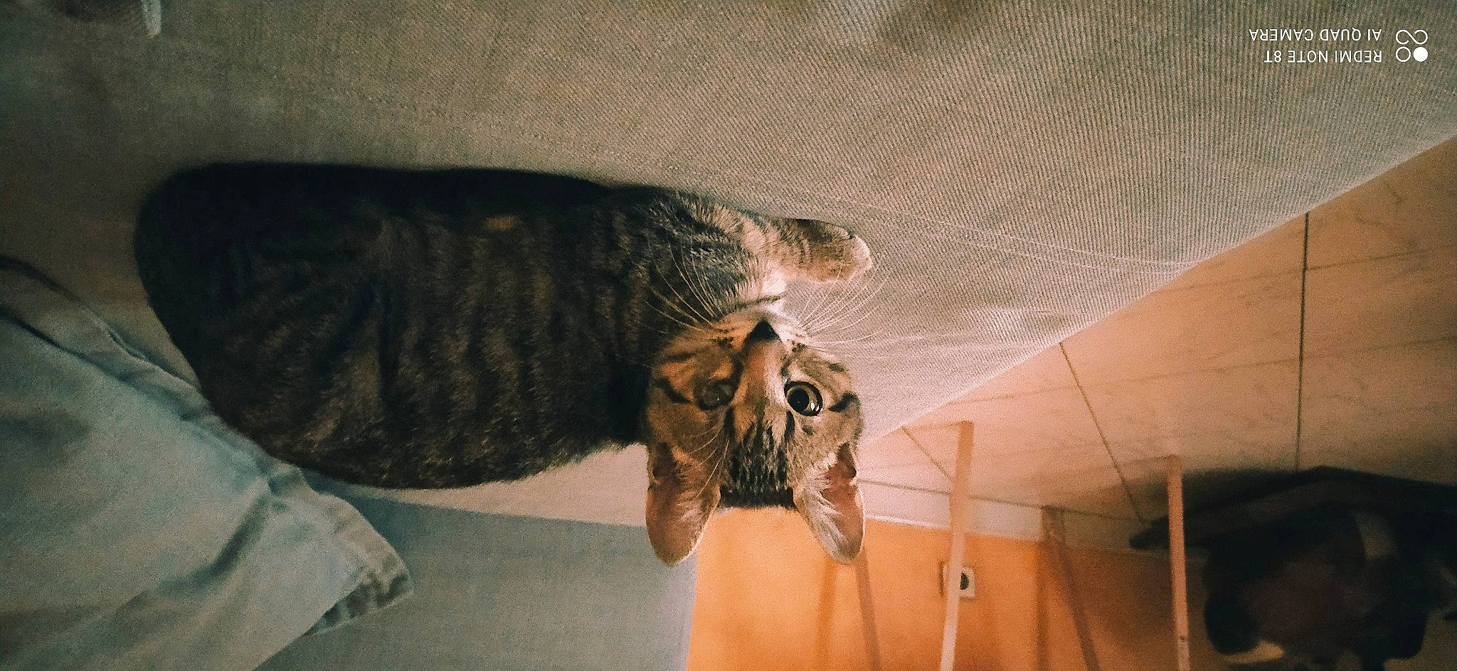 Tigrou participe au concours pour gagner de l'argent avec cette photo : canidae, carnivore, cat, ceiling, comfort, domestic_short_haired_cat, fawn, felidae, flooring, fur, hardwood, jaw, paw, room, small_to_medium_sized_cats, snout, tail, terrestrial_animal, whiskers, wood