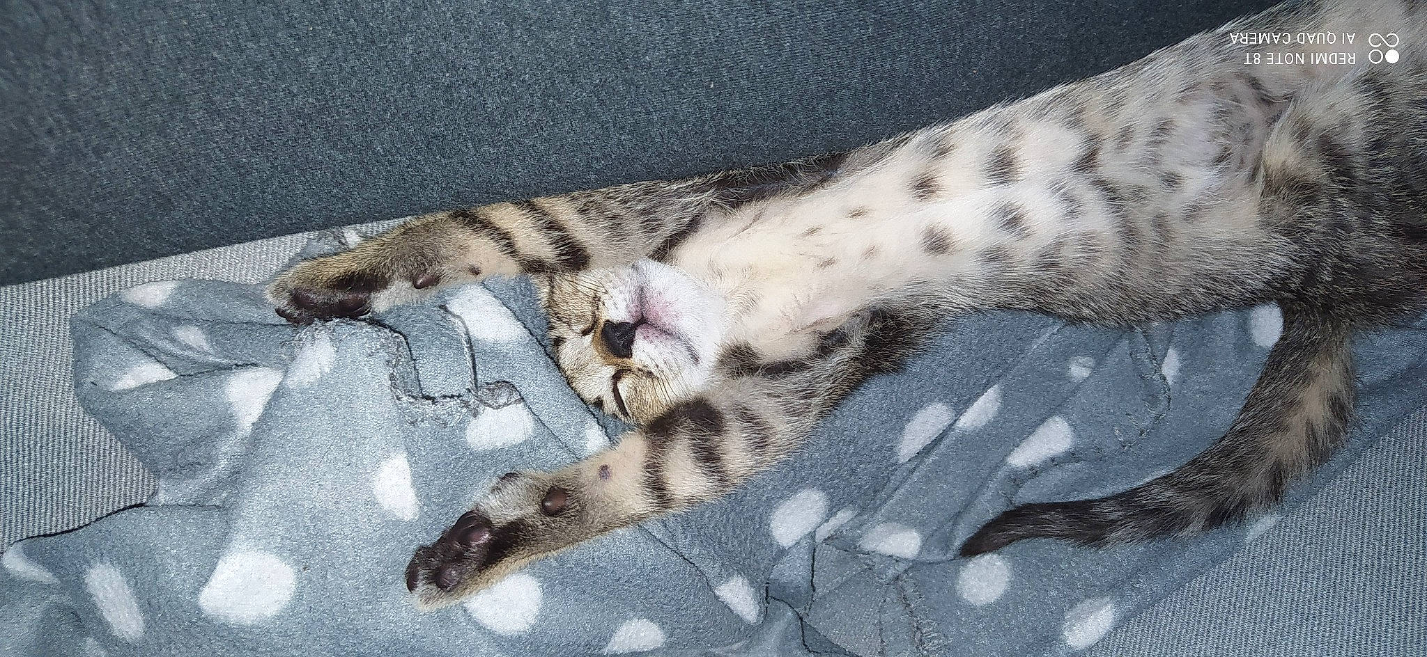 Tigrou a rejoint le concours — aidez-le/la à gagner de superbes lots ! big_cats, carnivore, cat, claw, comfort, domestic_short_haired_cat, fawn, felidae, foot, fur, human_leg, leopard, pattern, paw, small_to_medium_sized_cats, snout, tail, terrestrial_animal, whiskers, wildlife