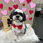 Moana is registered to the contest to win money with this photo: dog, bow_tie, black_and_white, heart, pink, red, fluffy, furniture, indoor, pet, cute, decor, animal, sitting, portrait, small_dog, adorable, love, background, furry
