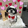 dog, bow_tie, black_and_white, heart, pink, red, fluffy, furniture, indoor, pet, cute, decor, animal, sitting, portrait, small_dog, adorable, love, background, furry