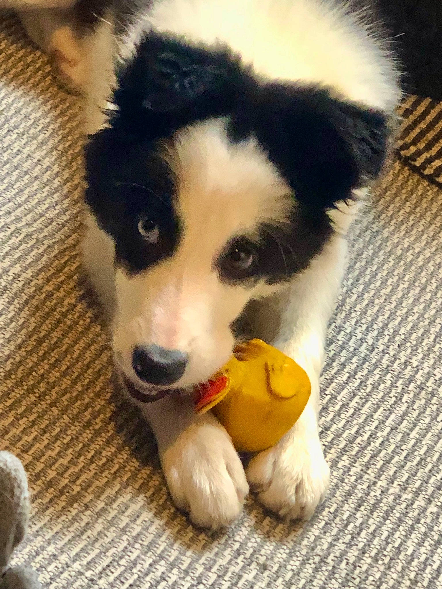 Kira joined the competition — help win amazing prizes! ancient_dog_breeds, canidae, carnivore, companion_dog, dog, dog_breed, flooring, fur, herding_dog, mammal, non_sporting_group, paw, sled_dog, snout, tail, terrestrial_animal, vertebrate, whiskers, working_animal, working_dog